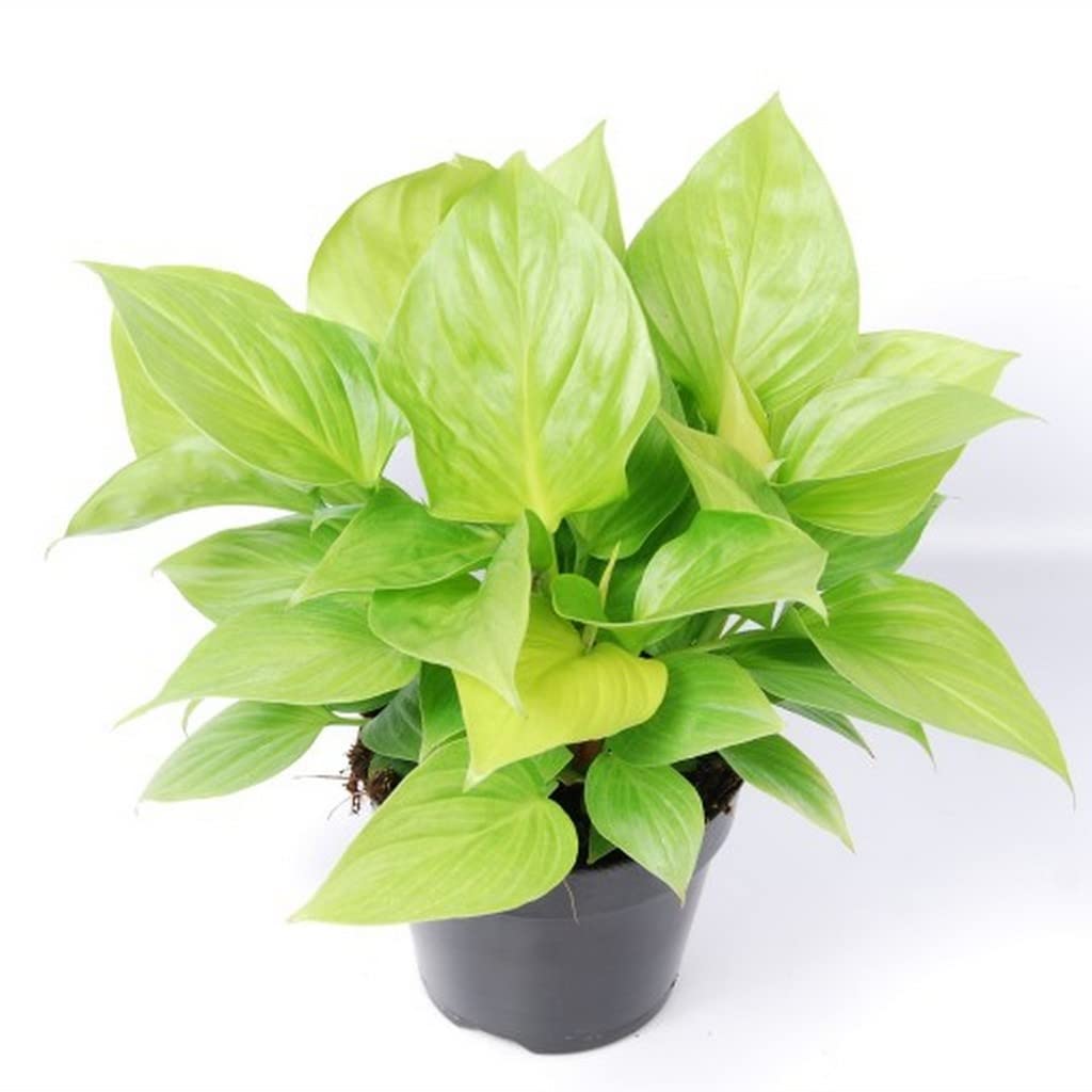 OhhSome Homalomena Rubescens Indoor Plant Easy To Take Care Of
